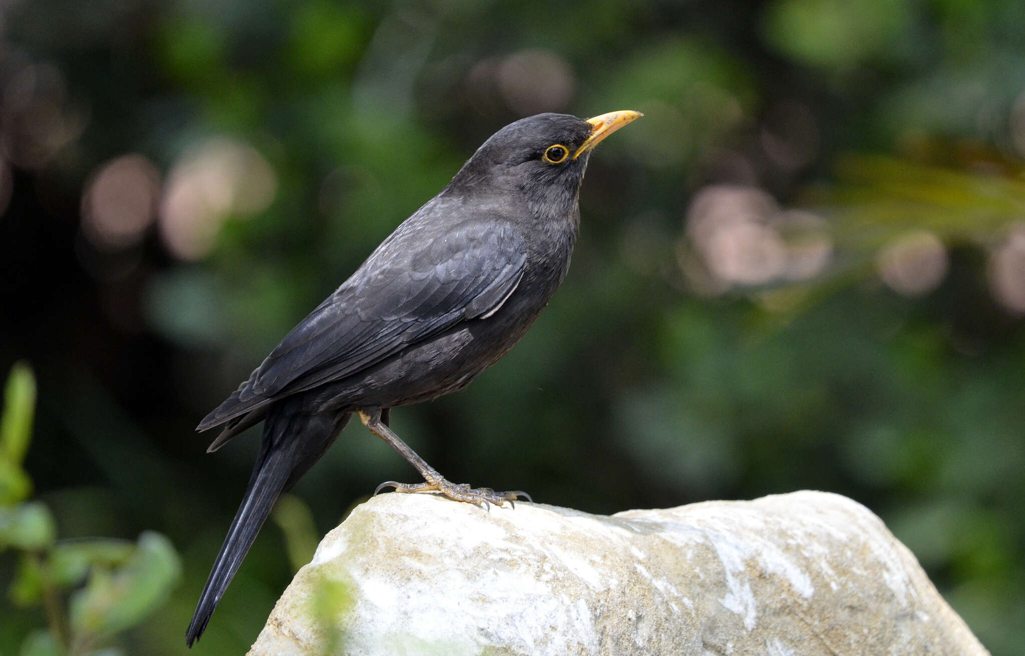 Image of Chinese Blackbird