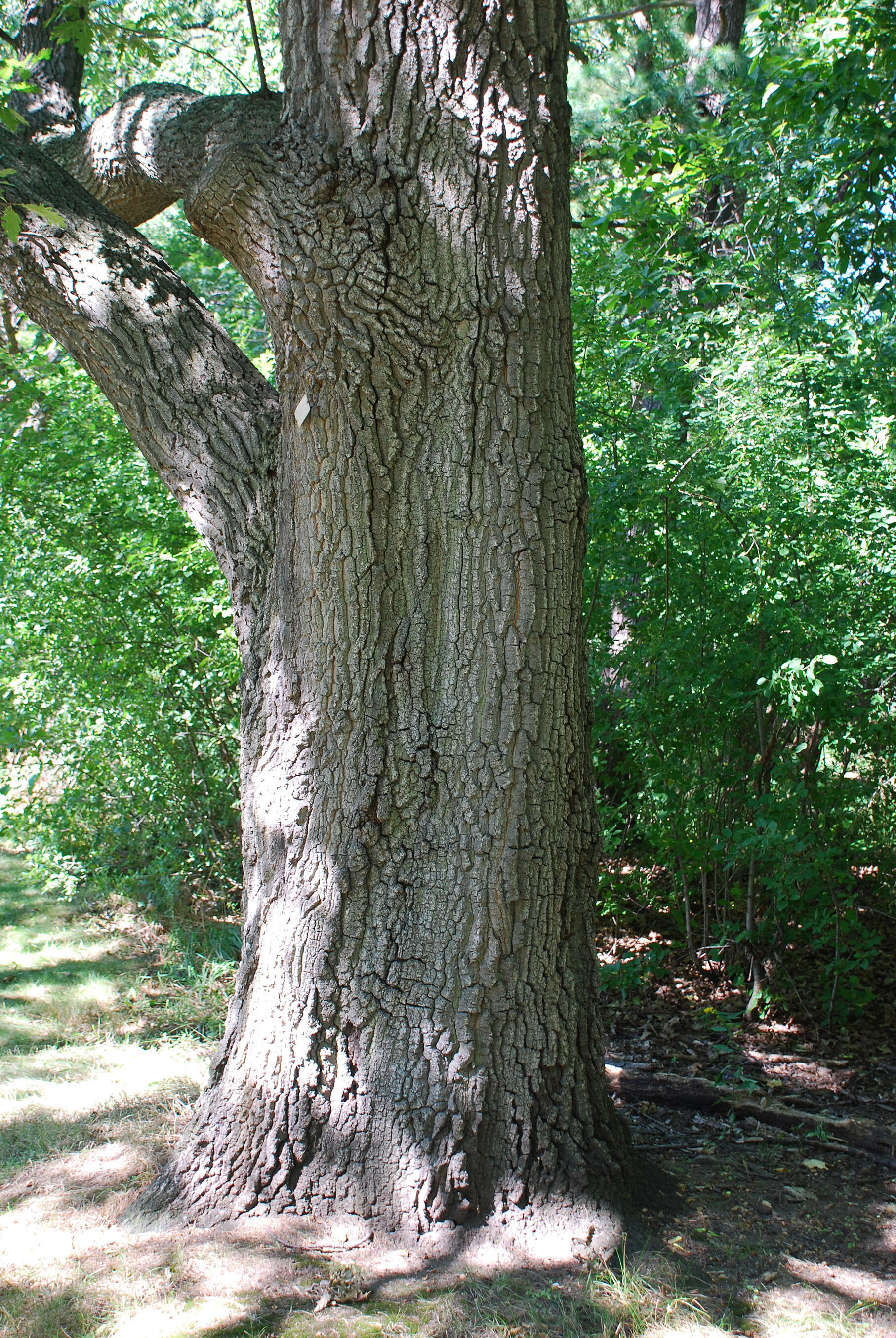 Image of European turkey oak