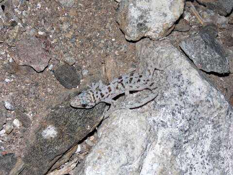 Image of Peninsula Leaf-toed Gecko