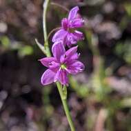 Image of rock lily