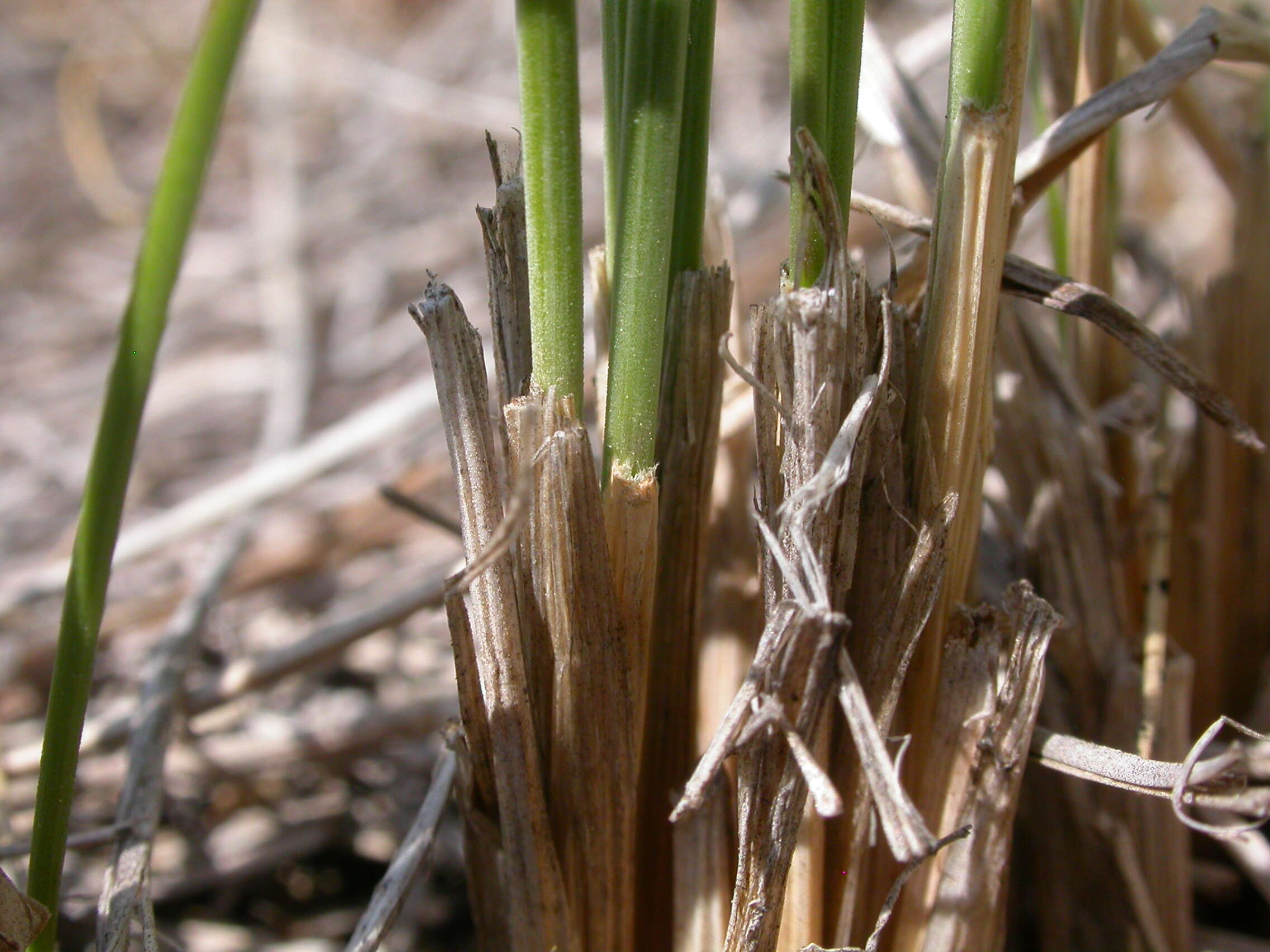 Plancia ëd Festuca campestris Rydb.