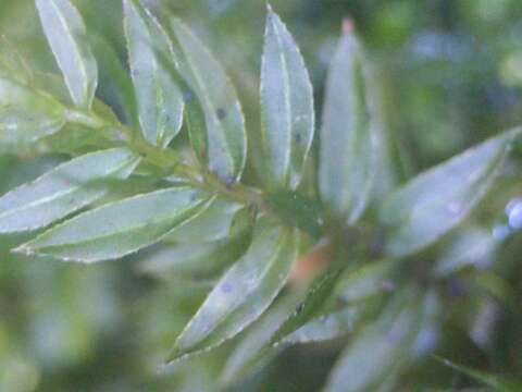 Image of horn calcareous moss