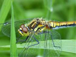 Image of black darter