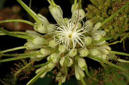 Image of Flat-crown Albizia