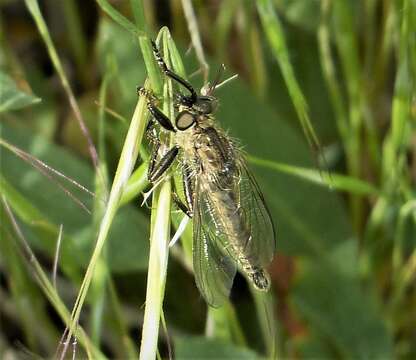 Image of robber flies