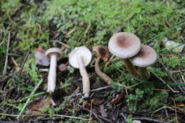 Image of Grey milkcap