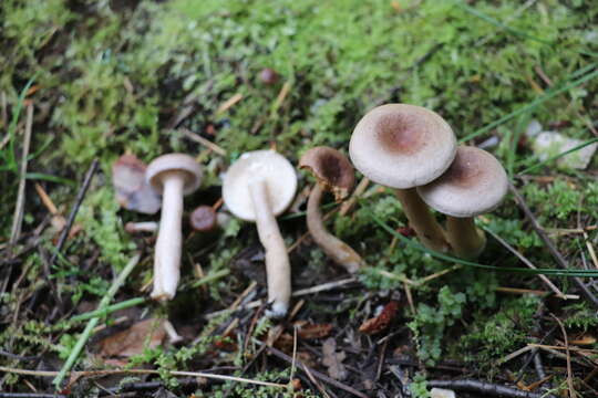 Image of Grey milkcap