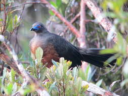 Image of Sickle-winged Guan