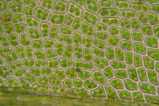 Image of horn calcareous moss