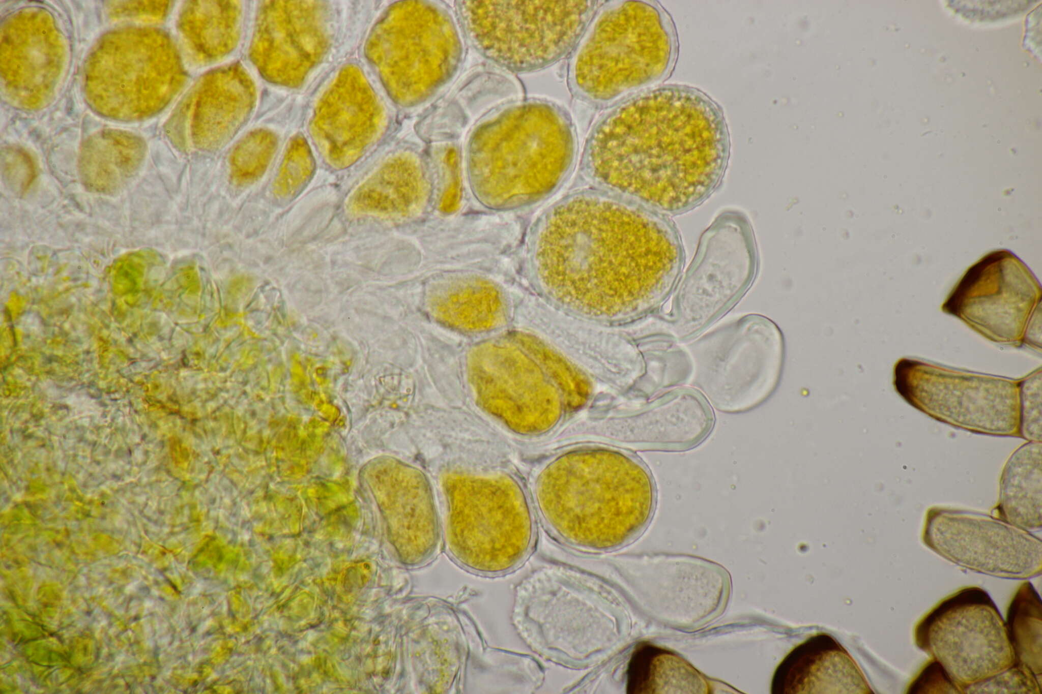 Imagem de Calamagrostis epigejos (L.) Roth