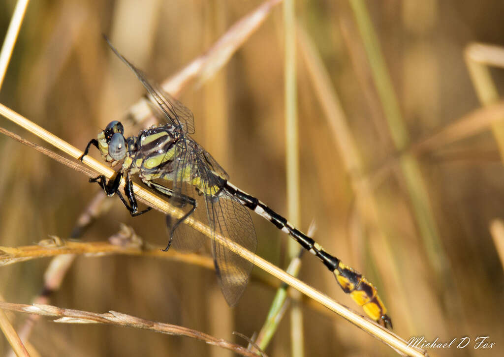 صورة Phanogomphus militaris (Hagen ex Selys 1858)