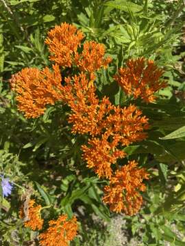 Image of butterfly milkweed