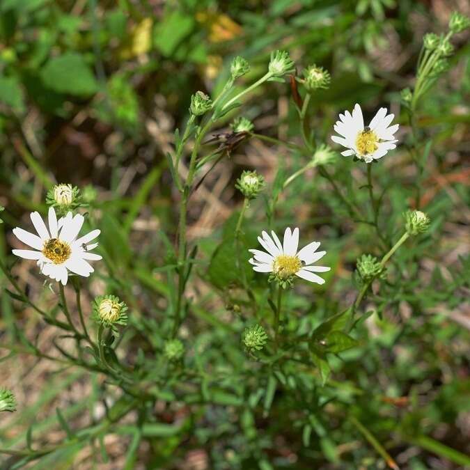 Image de Symphyotrichum trilineatum (Sch. Bip. ex Klatt) G. L. Nesom