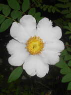 Image of chestnut rose