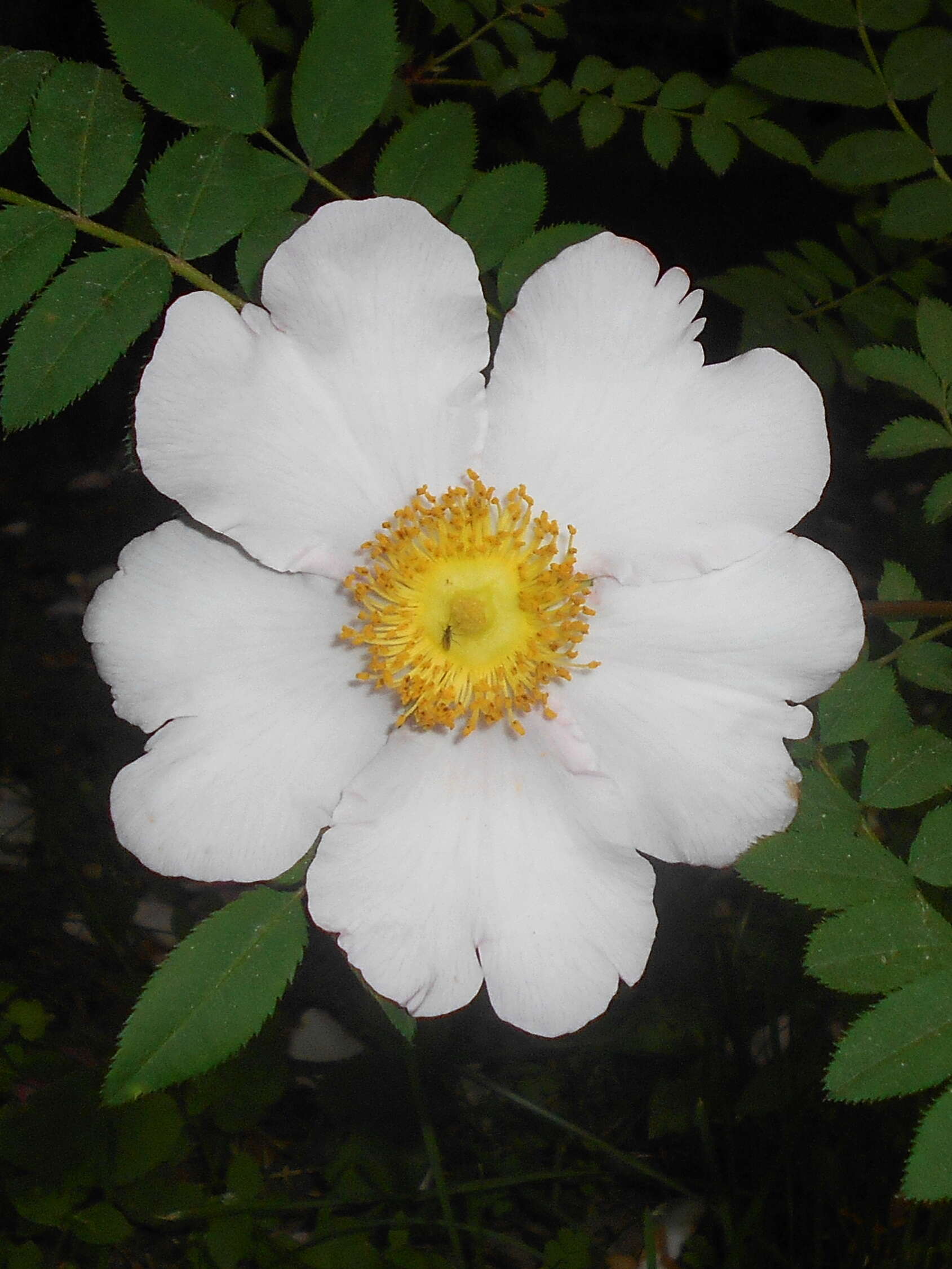 Image of chestnut rose