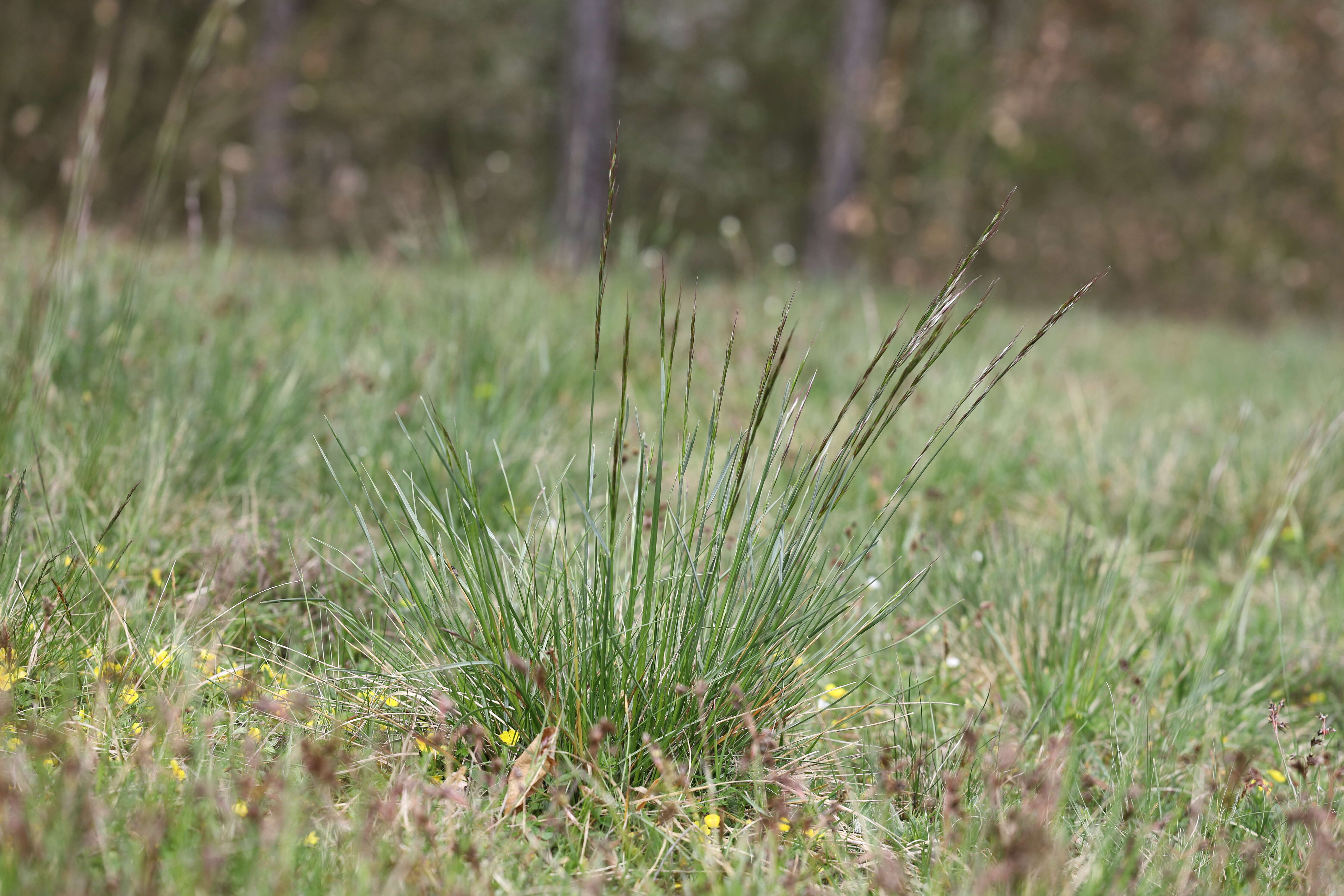 Plancia ëd Helictochloa pratensis (L.) Romero Zarco