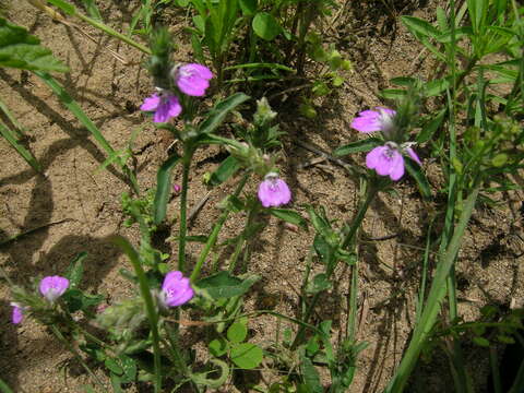 Image of Justicia adscendens R. Br.