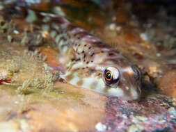 Image of Orange clingfish