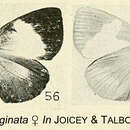 Stempfferia marginata resmi