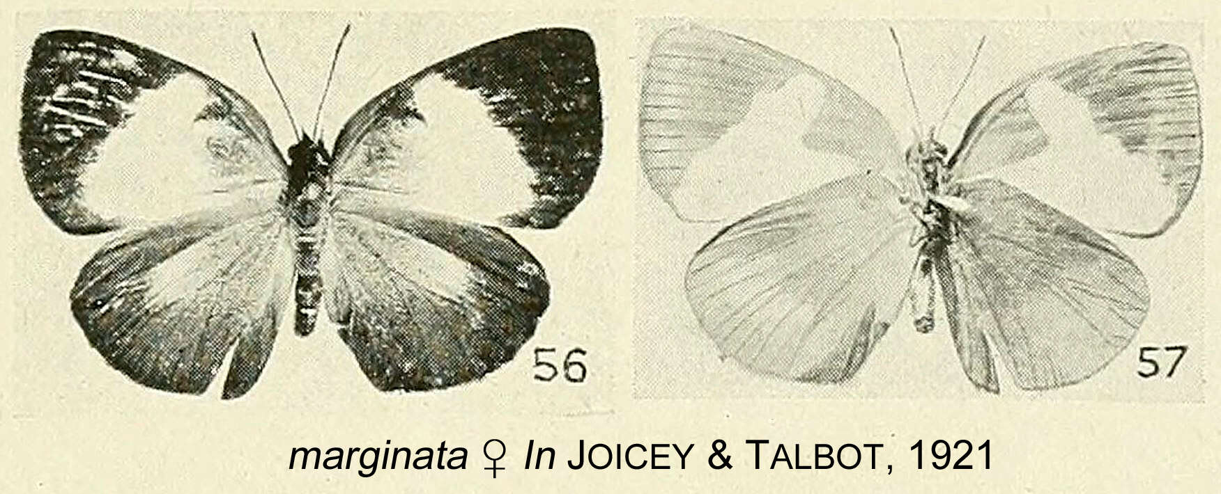 Слика од Stempfferia marginata