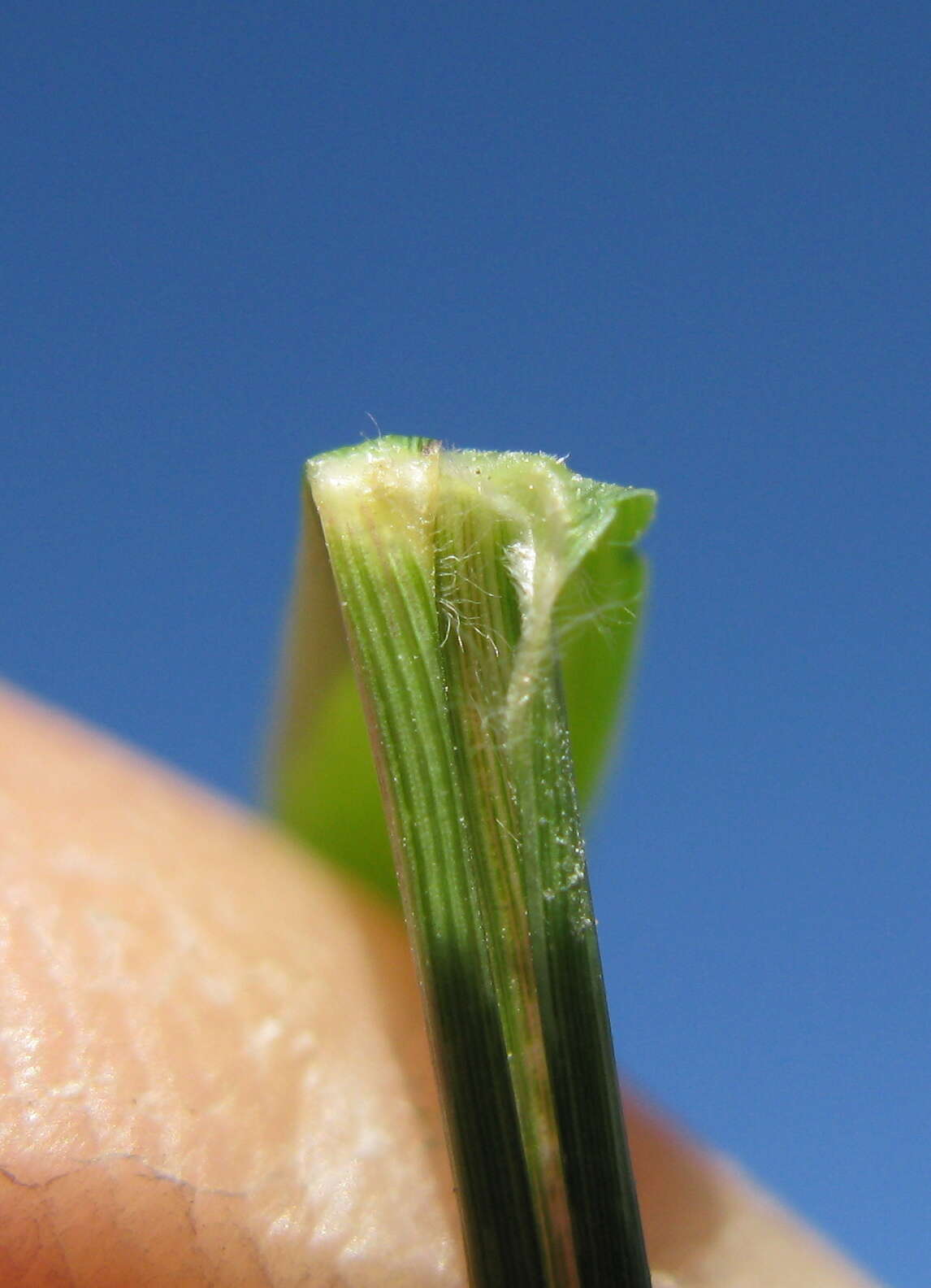 Image de Eragrostis leptostachya (R. Br.) Steud.