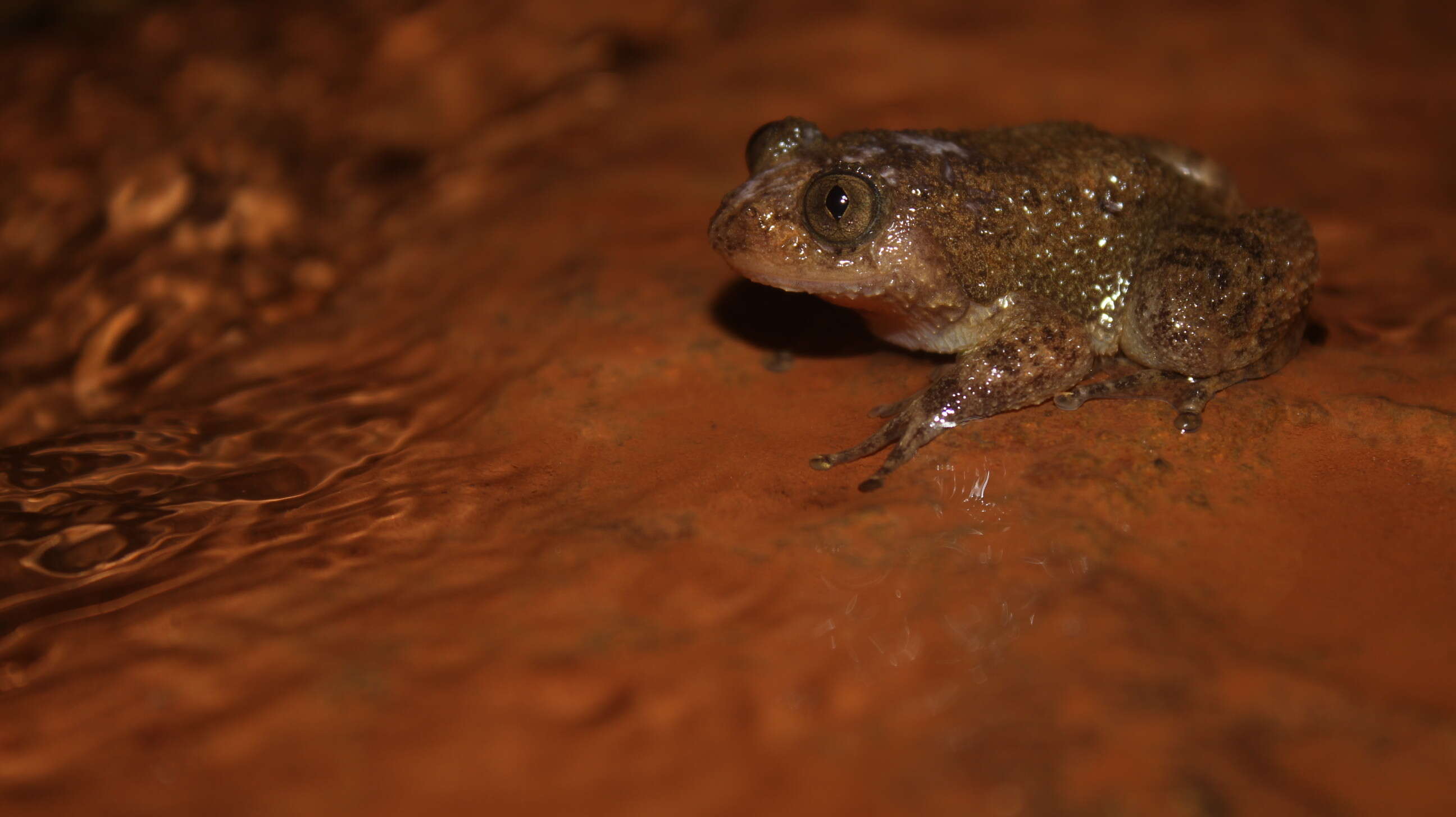 Image of Bombay night frog