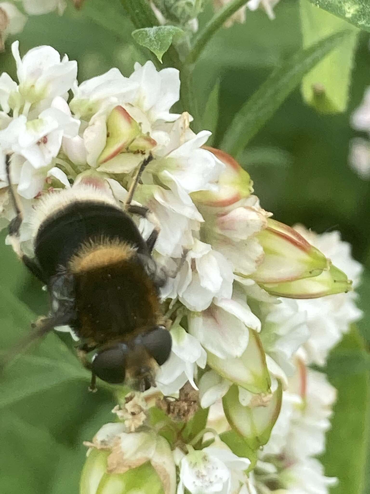 Image of Eristalis intricaria (Linnaeus 1758)