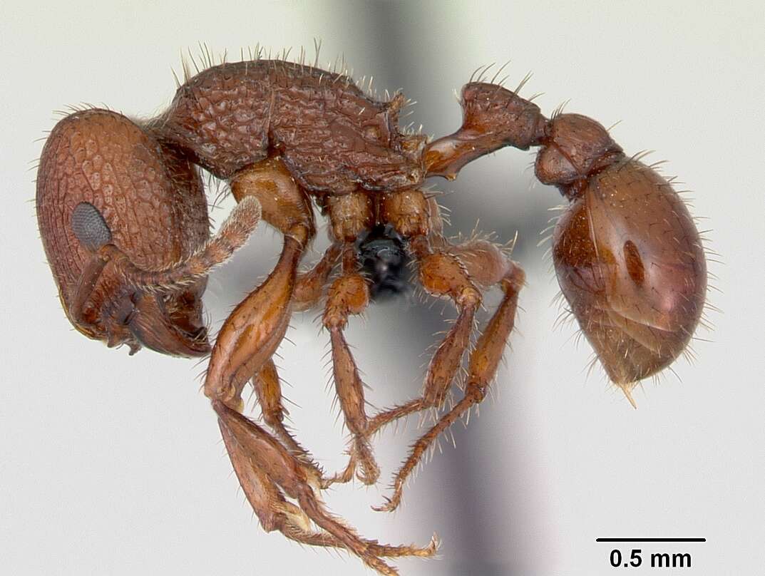 Image of Pogonomyrmex imberbiculus Wheeler 1902