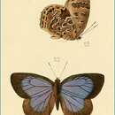 Image of Arhopala alaconia (Hewitson (1869))