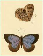 Plancia ëd Arhopala alaconia (Hewitson (1869))