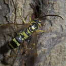 صورة Poecilopompilus interruptus