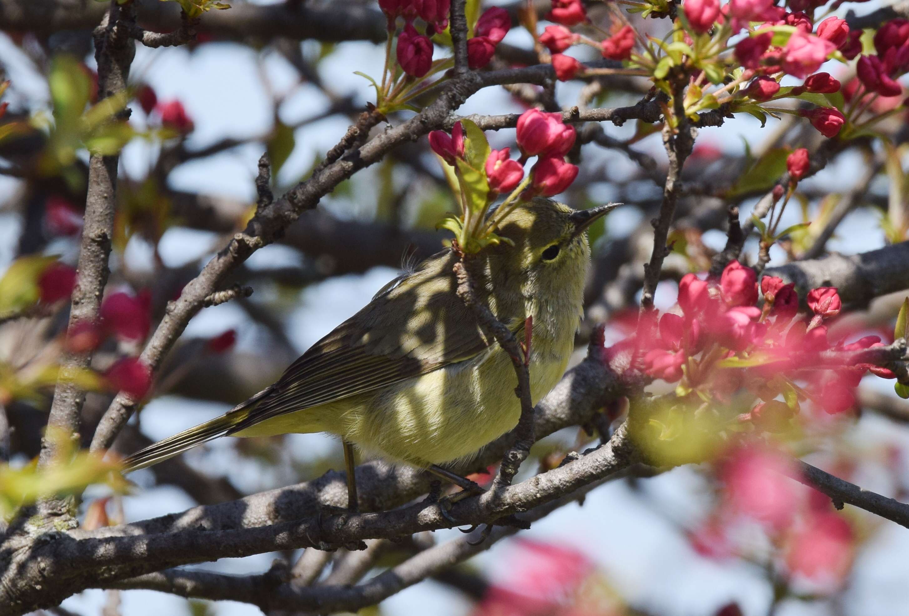 Image of Orange-crowned Warbler