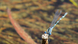 Image of Dune Ringtail