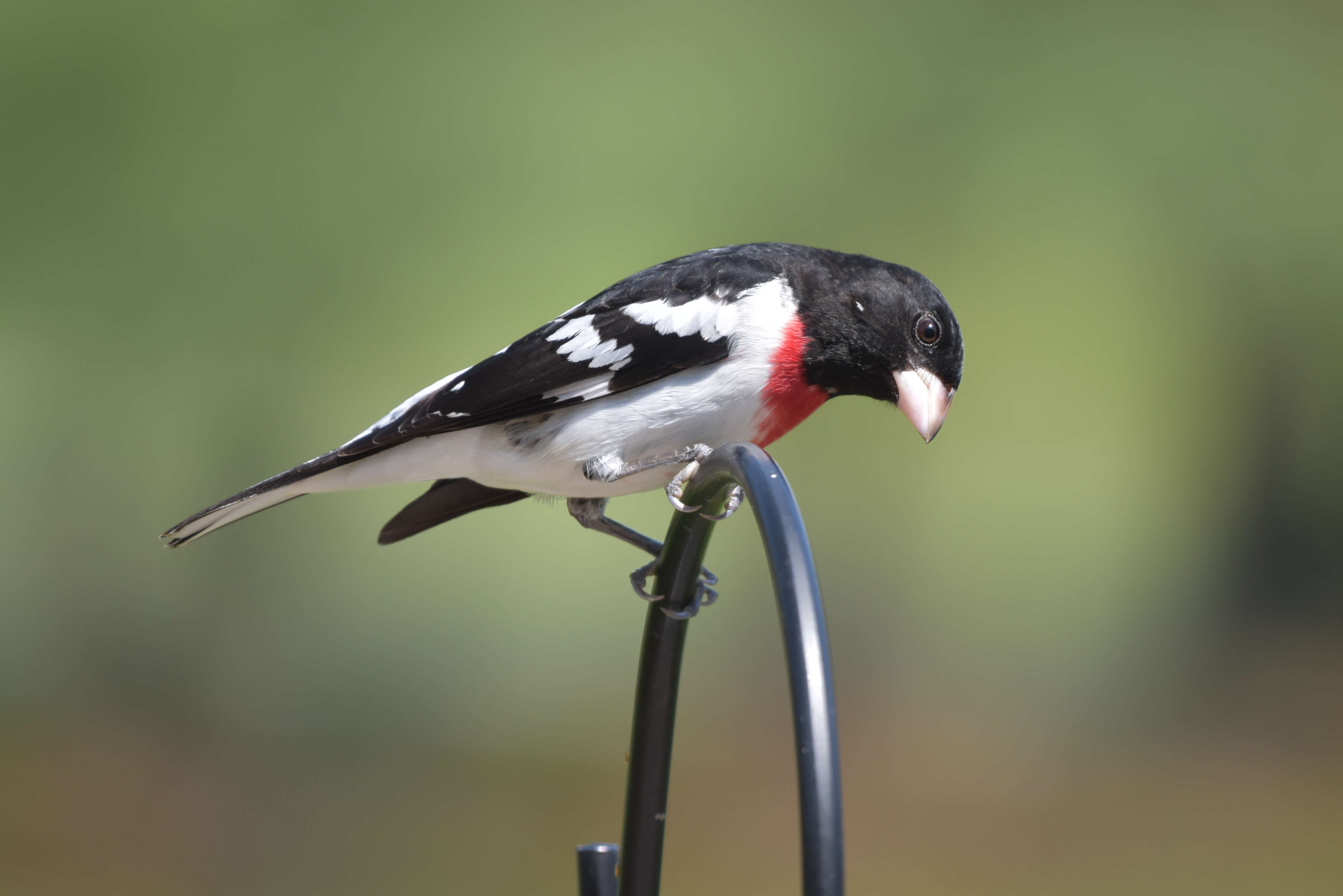 Image of Rose-breasted Grosbeak