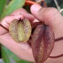 Image of Nepenthes domei