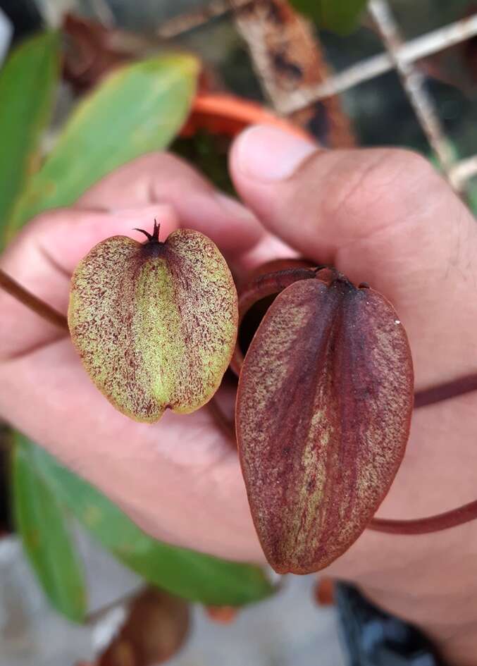 Image of Nepenthes domei