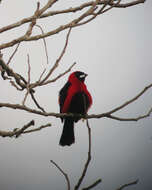 Image of Masked Crimson Tanager