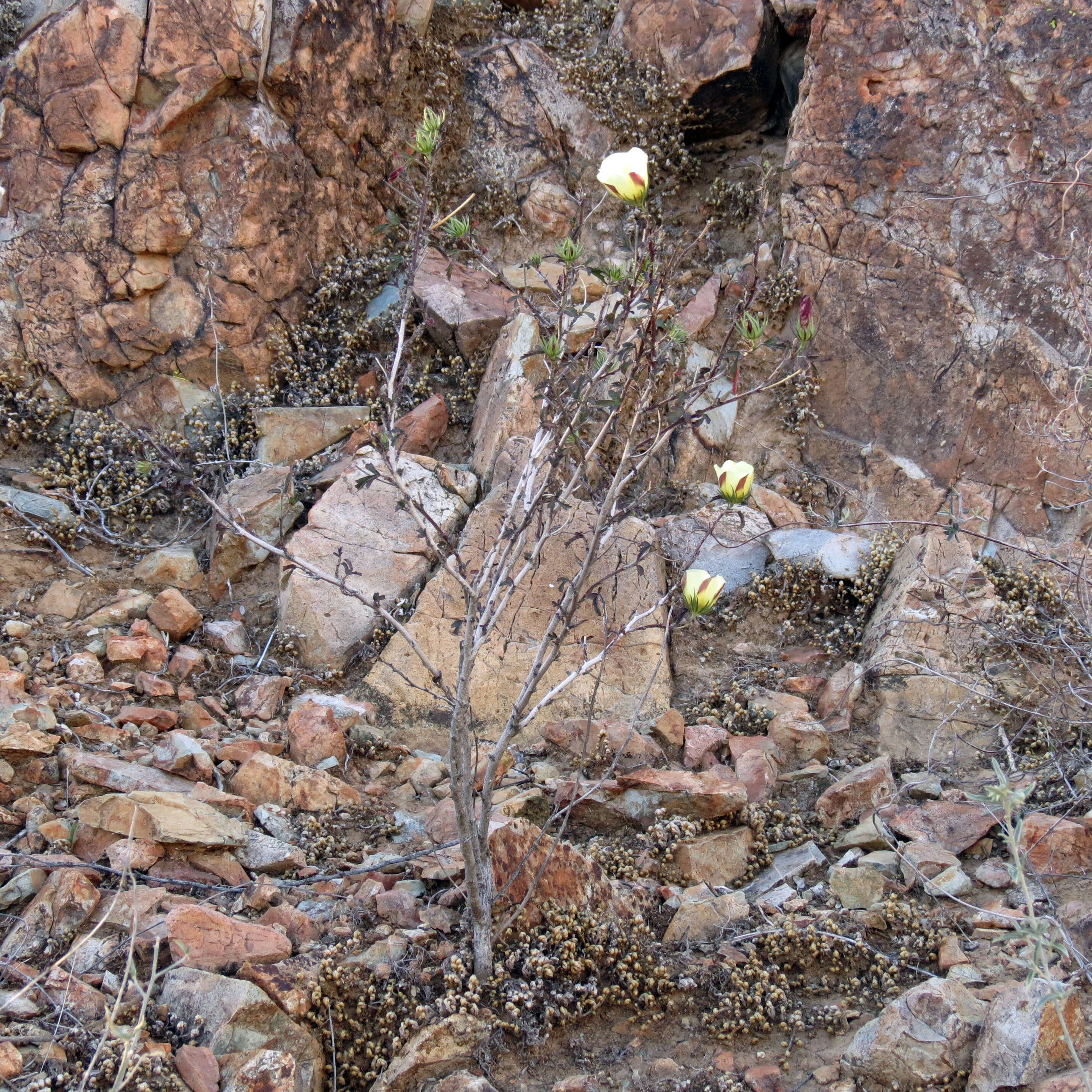 Image of desert rosemallow