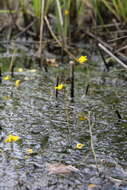 Image of Bladderwort