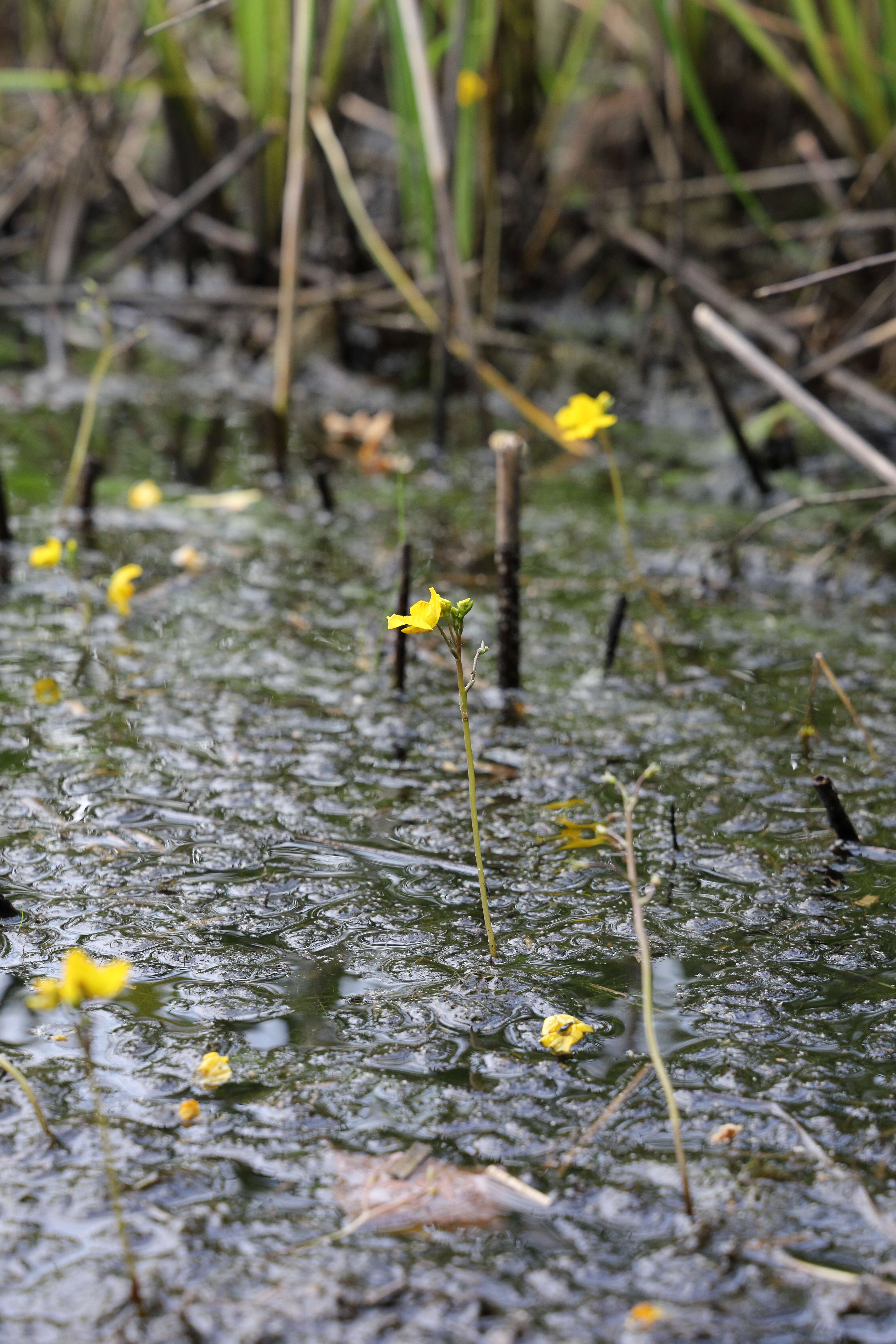 Image of Bladderwort