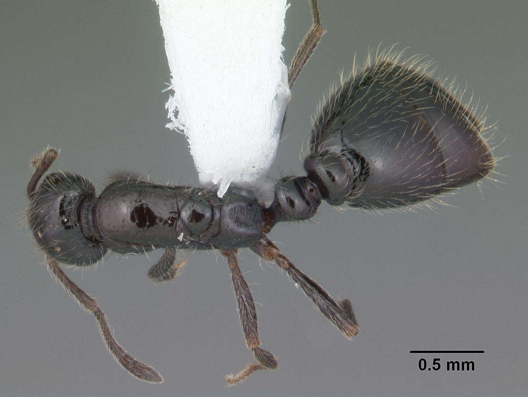 Image of Monomorium trageri Du Bois 1986