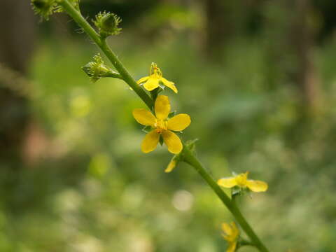 Agrimonia pubescens Wallr. resmi