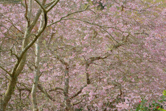 Imagem de Prunus yedoensis Matsum.