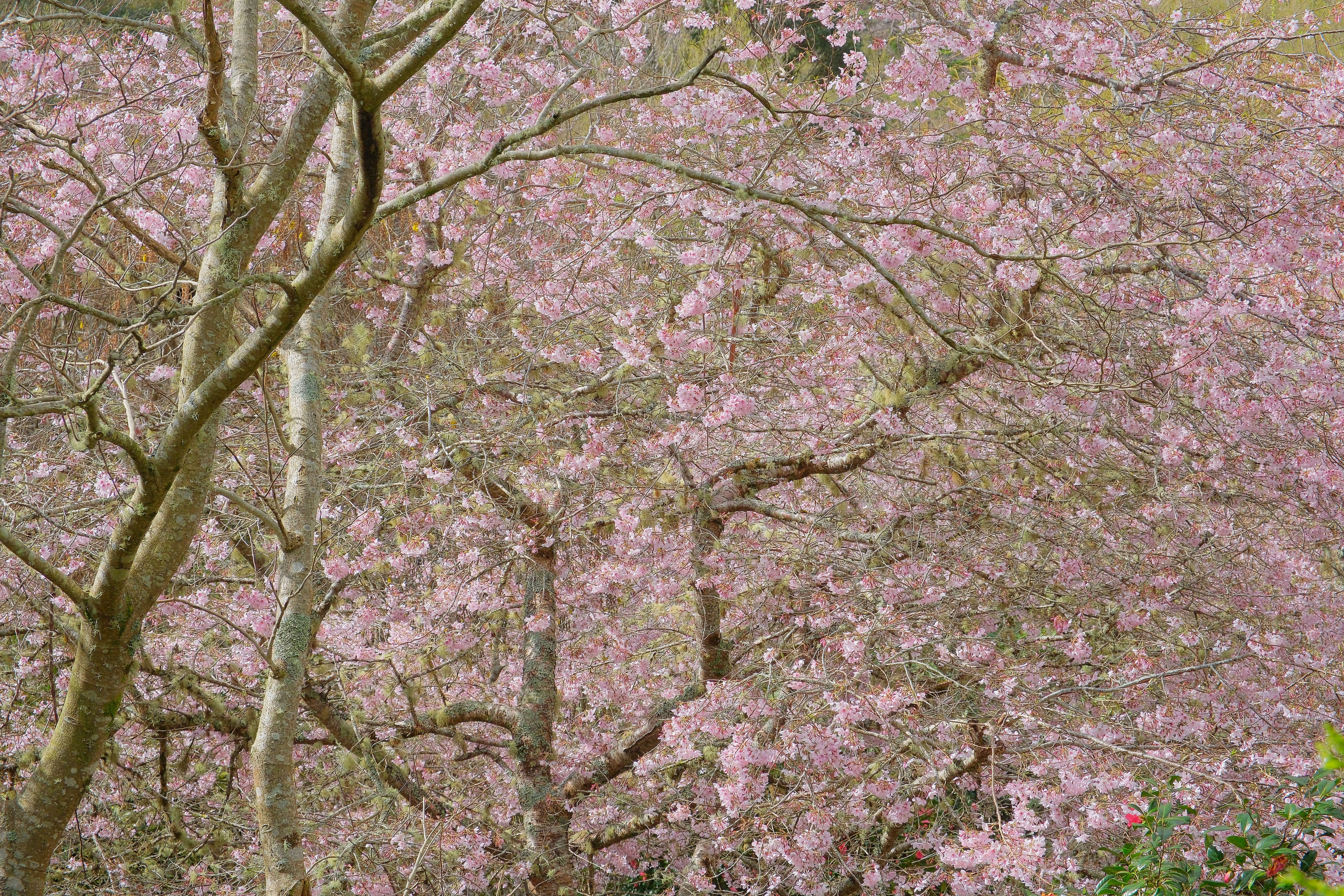 Imagem de Prunus yedoensis Matsum.