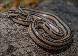 Image of Striped Road Guarder