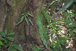 Image of Pteridophyta