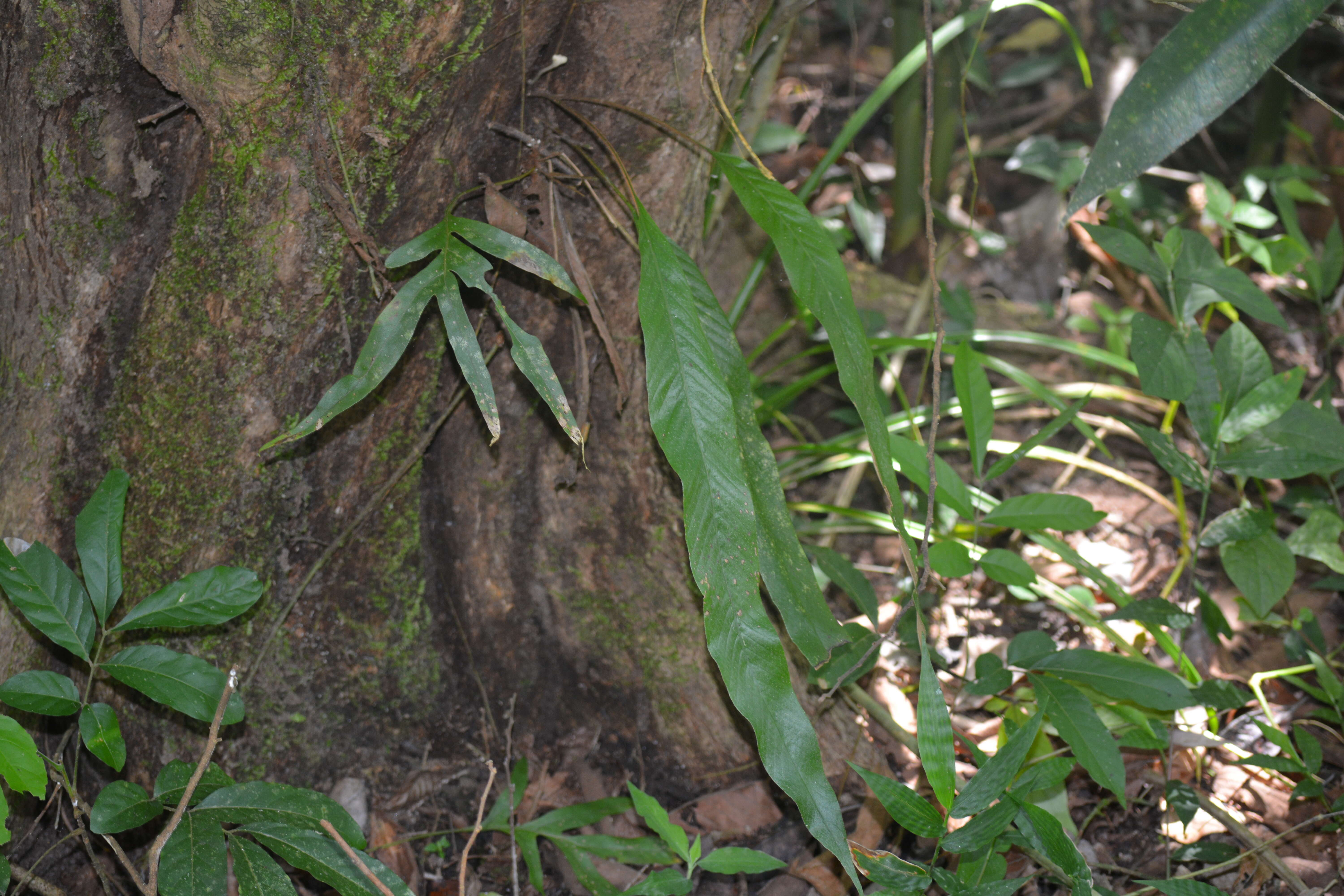 Imagem de Pteridophyta