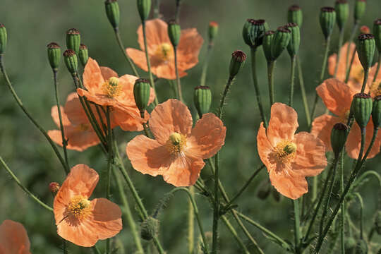 Image of Orange poppy