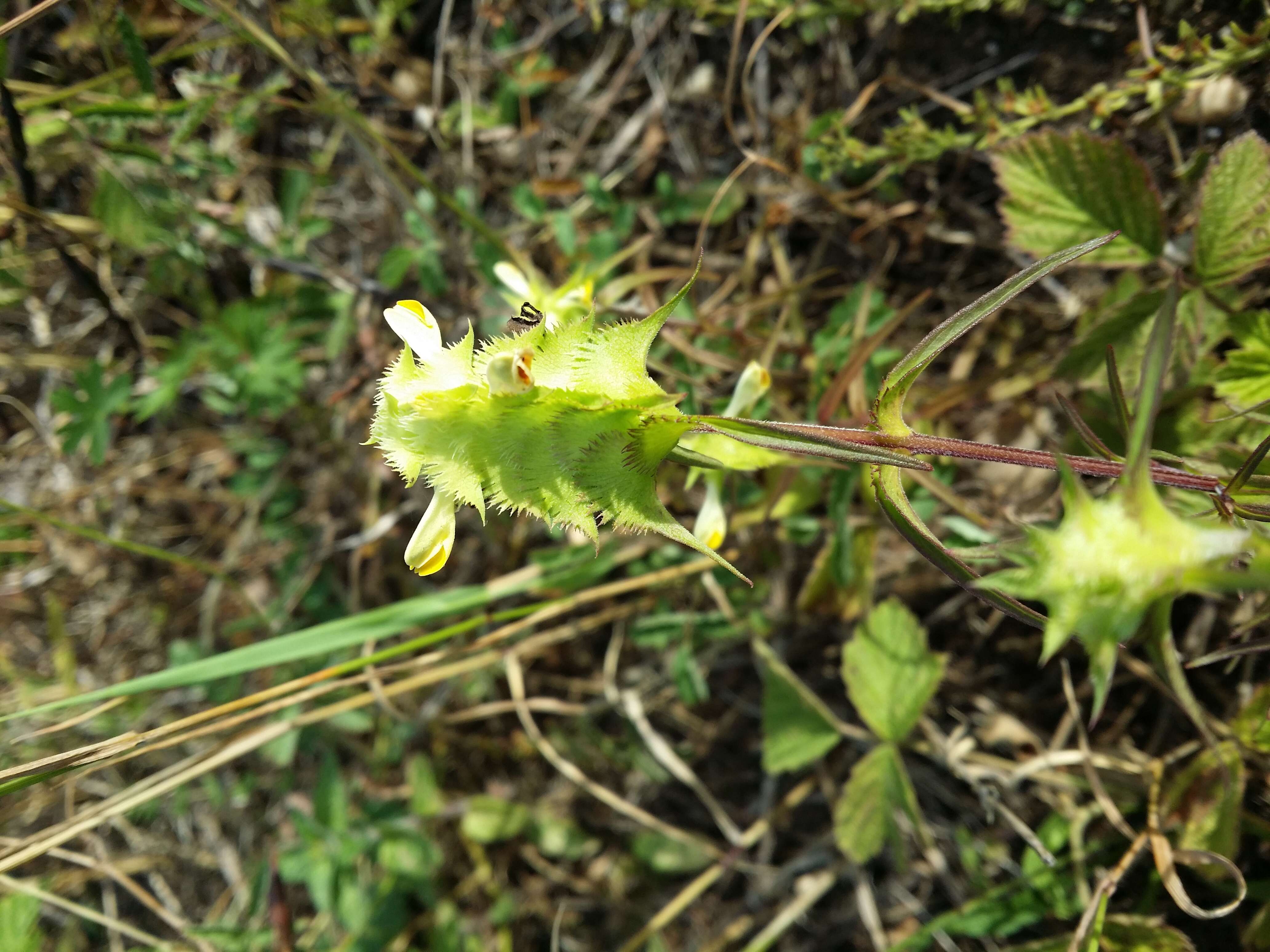 Image of Crested Cow-wheat