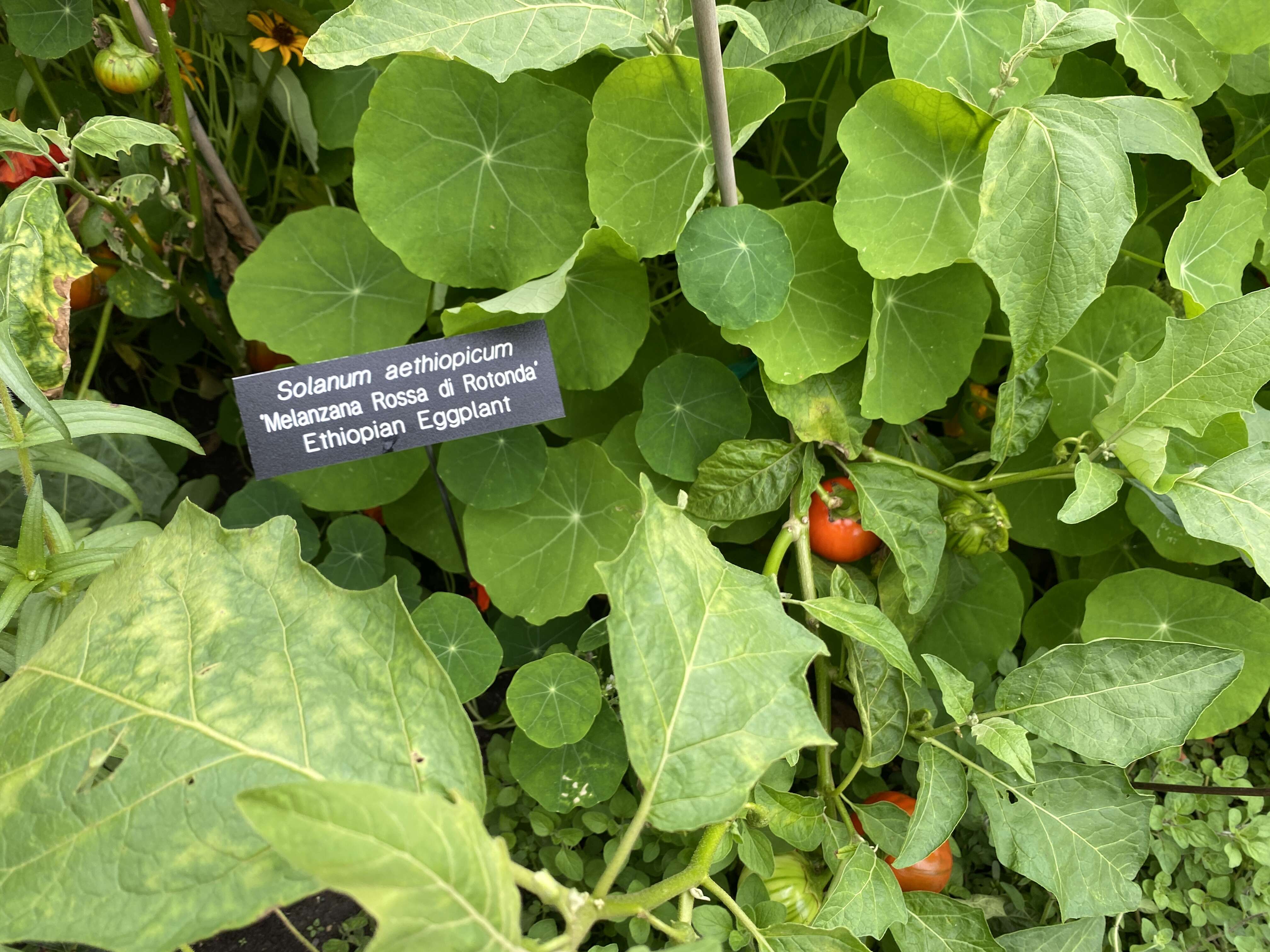 Image de Solanum aethiopicum L.